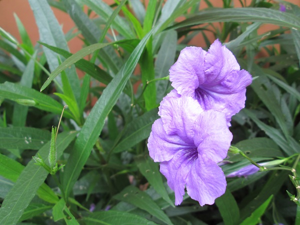 DIỆU HOA LƯU ĐẠM... THIÊN MỘ 