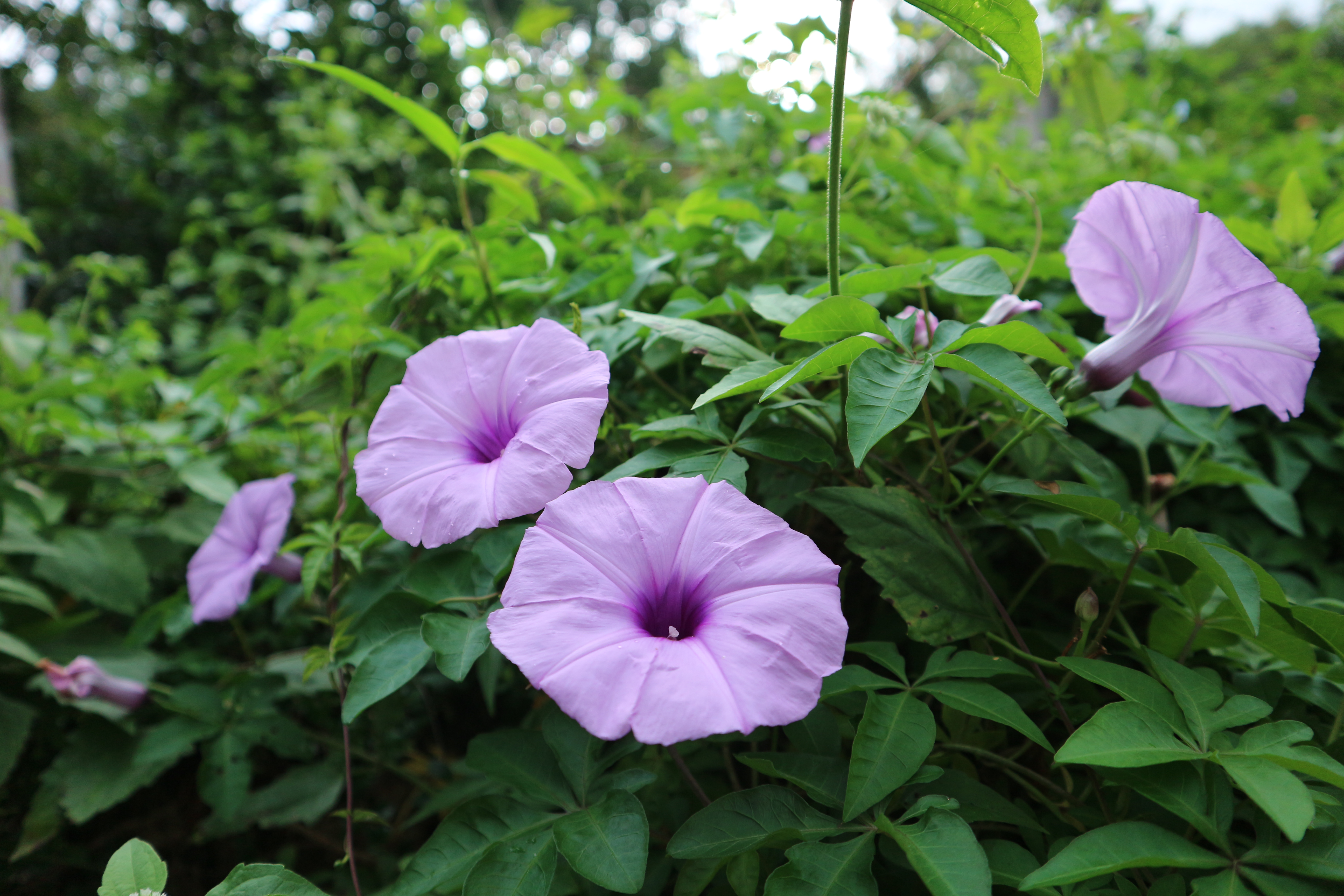 1- VĂN HỌC VÀ SỰ SO SÁNH NHỮNG ĐÚNG SAI