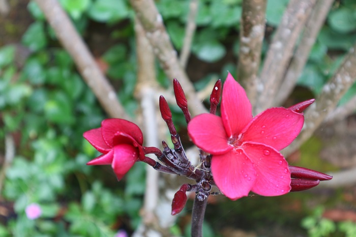 QUA ĐÈO HẢI VÂN