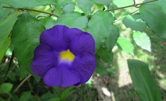 LINH HỒN TƯỢNG ĐÁ