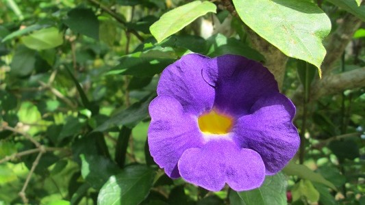 DI TÍCH LỊCH SỬ BẾN TRƯỜNG TRẦU