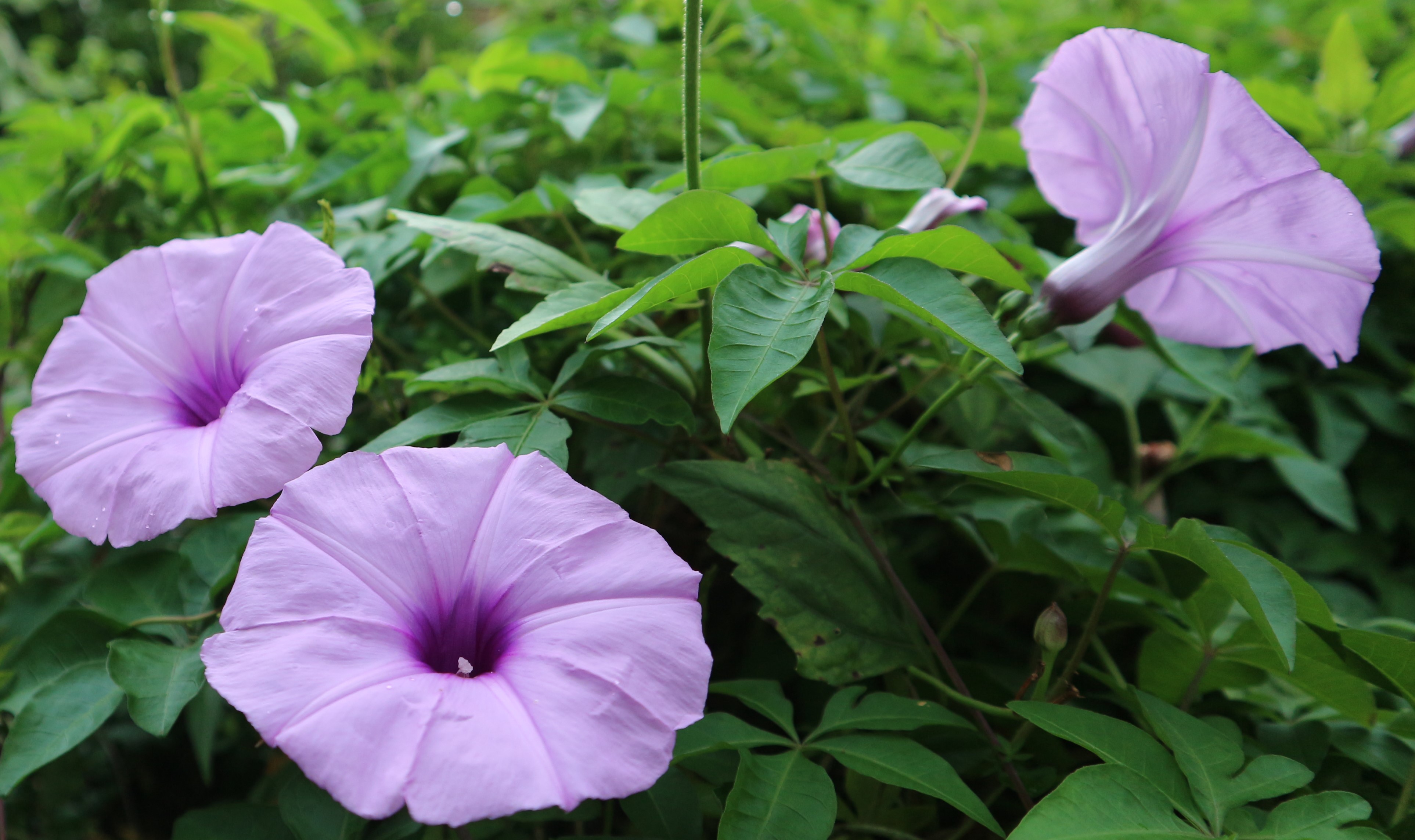 1-YÊN BA GIANG THƯỢNG SỬ NHÂN SẦU...