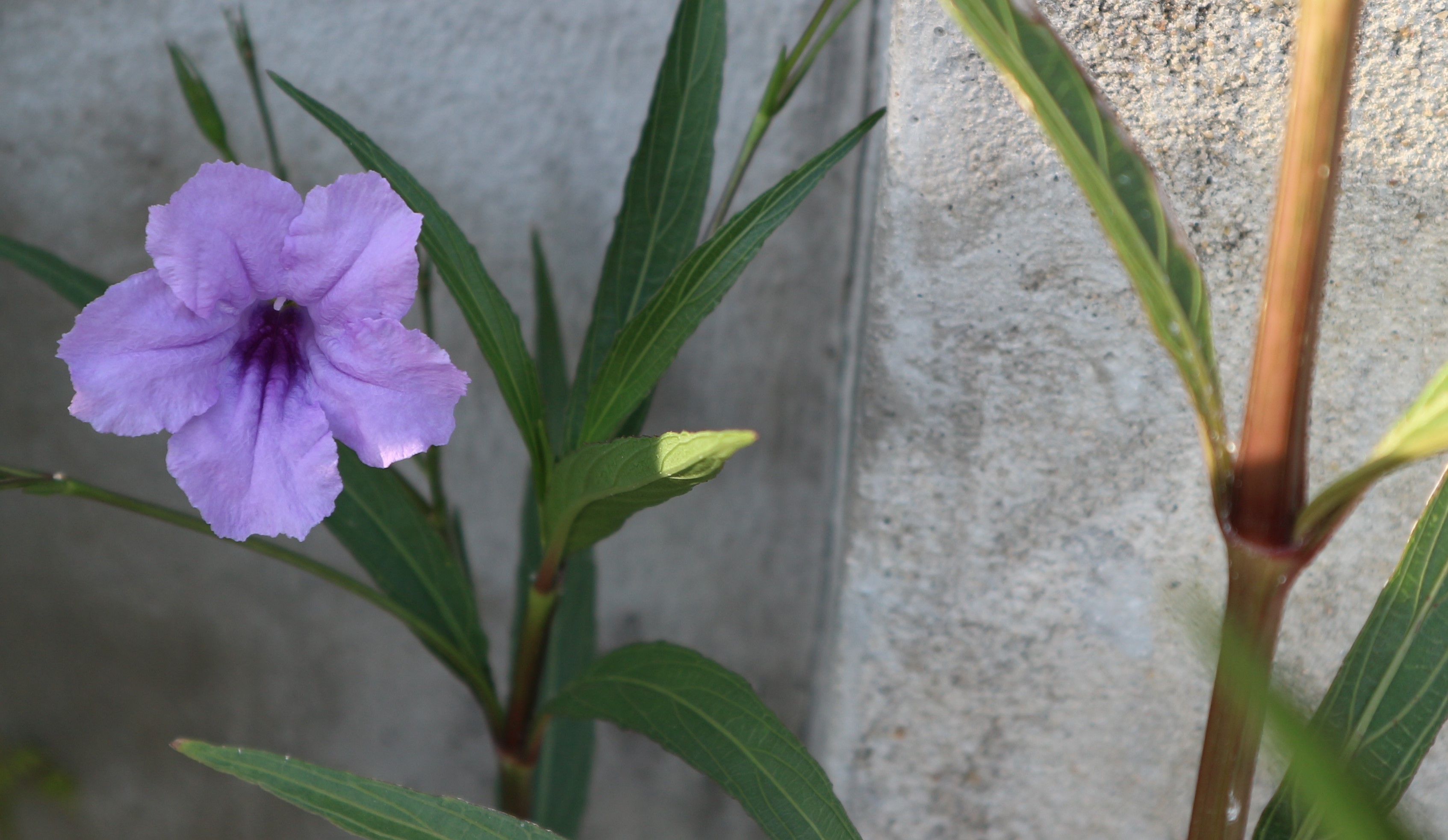 NHỮNG VIÊN NGỌC LẤP LÁNH TRONG THƠ HÀN MẶC TỬ