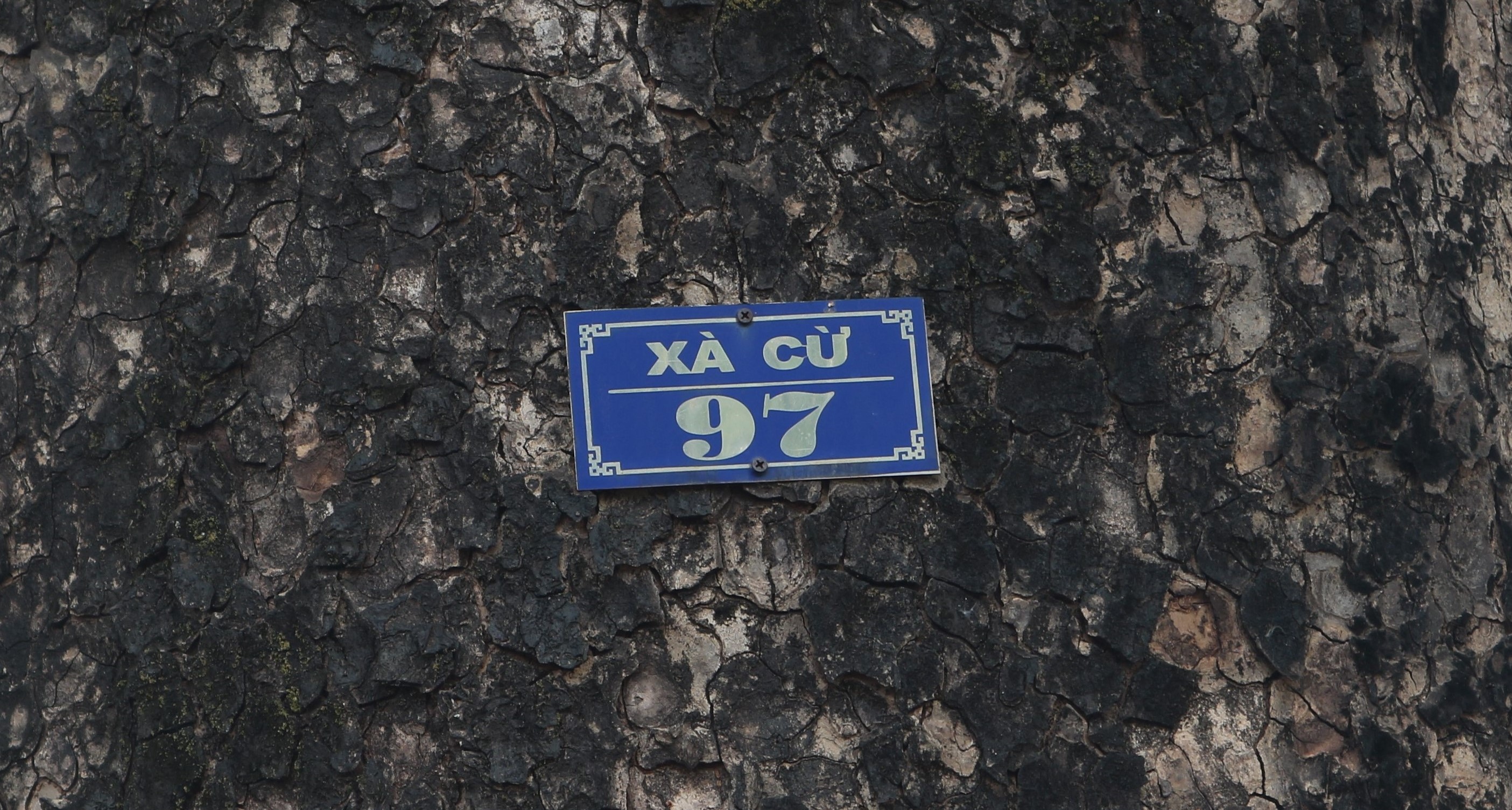 VỌNG THIÊN THAI...