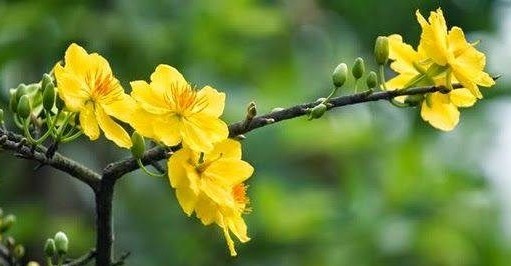 NGÀY XUÂN THỬ BÀN HAI CÂU THƠ CỦA DANH SĨ CAO BÁ QUÁT