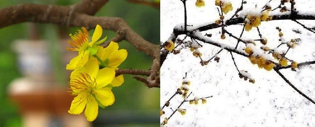 MAI CỐT CÁCH, TUYẾT TINH THẦN...