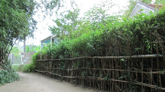 TÔI CHƯA CÓ MÙA XUÂN