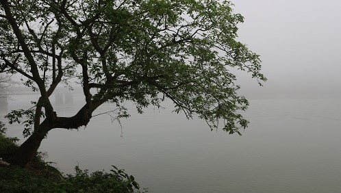 BUỒN TRÔNG NỘI CỎ DÀU DÀU...