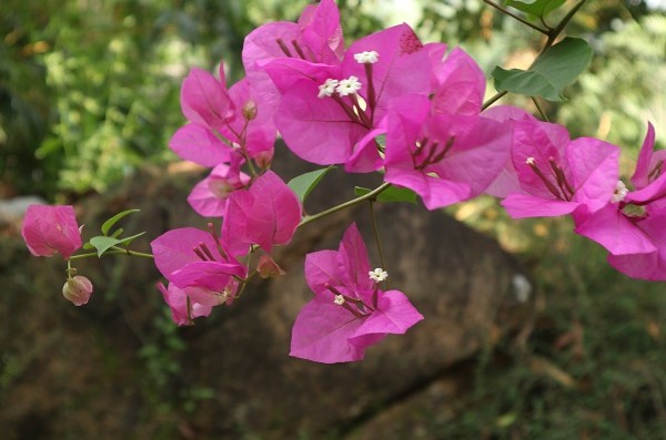 LỤC BÁT DÂNG NGƯỜI