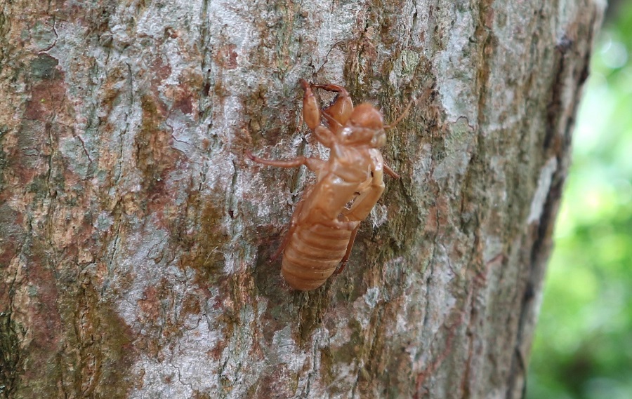 KIM THIỀN THOÁT XÁC...