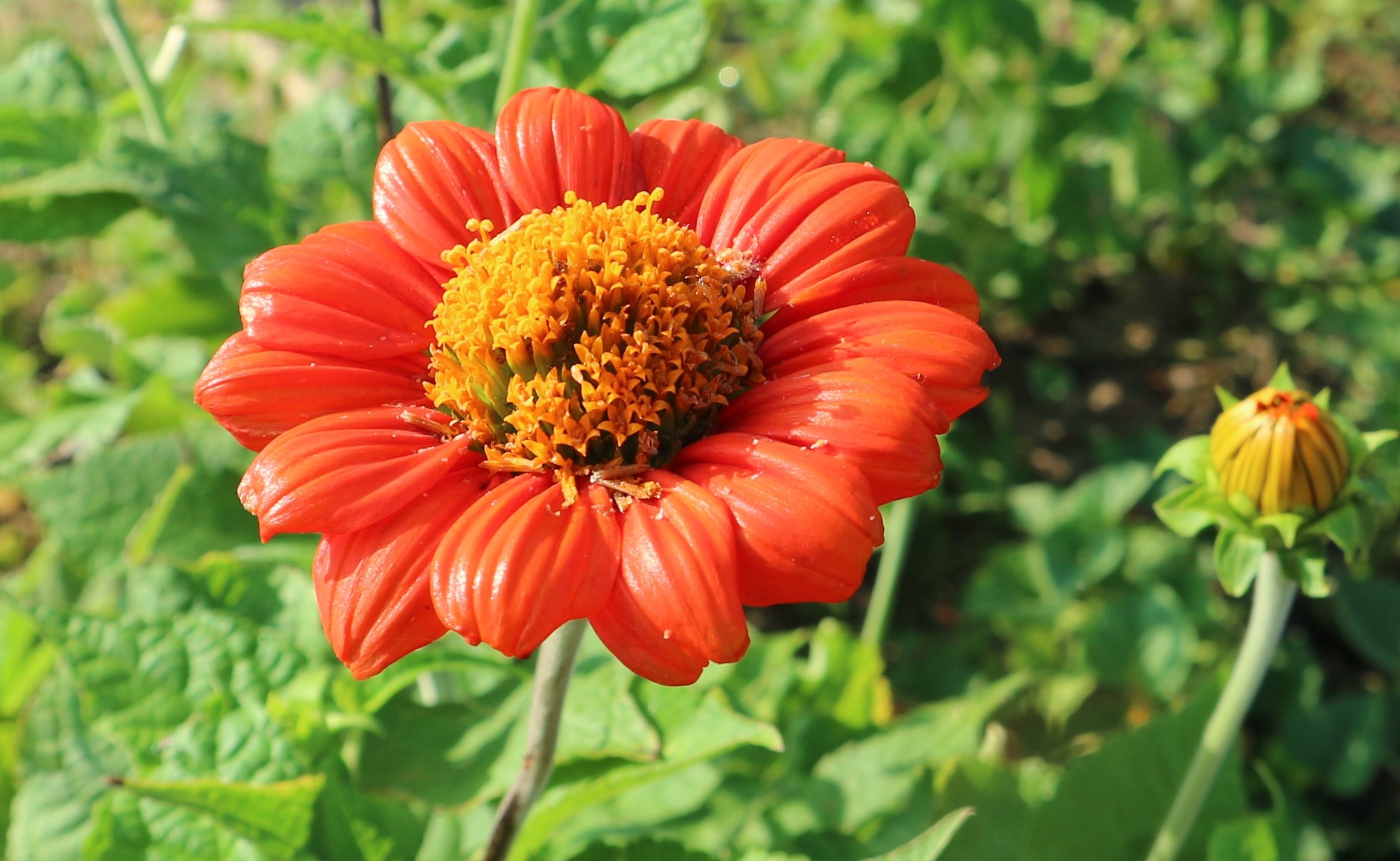 1- BẬT MÍ BÍ MẬT BÀI THƠ THI VÂN