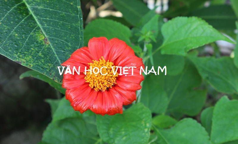 2- VƯƠNG QUAN MỚI DẪN GẦN XA...